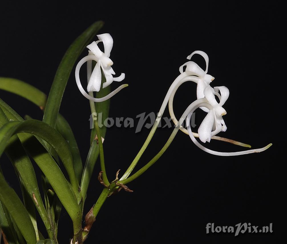 Neofinetia falcata (China)