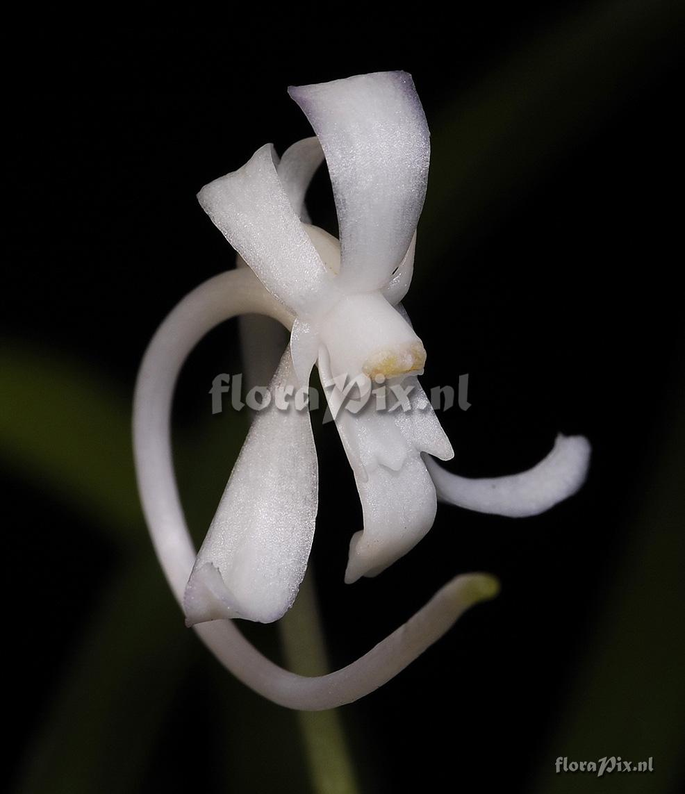 Neofinetia falcata (China)