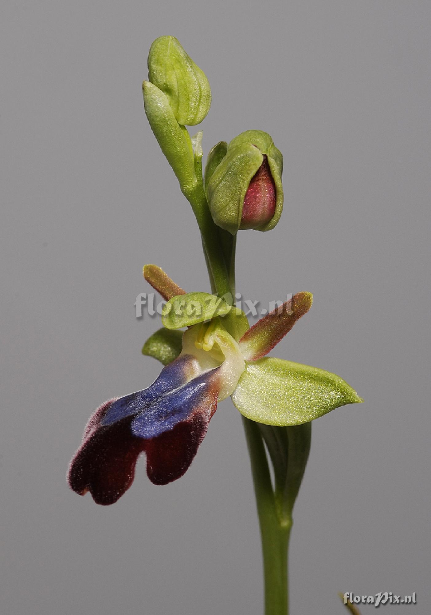 Ophrys iricolor