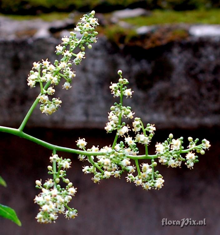 Spondias mangifera Inflorescence