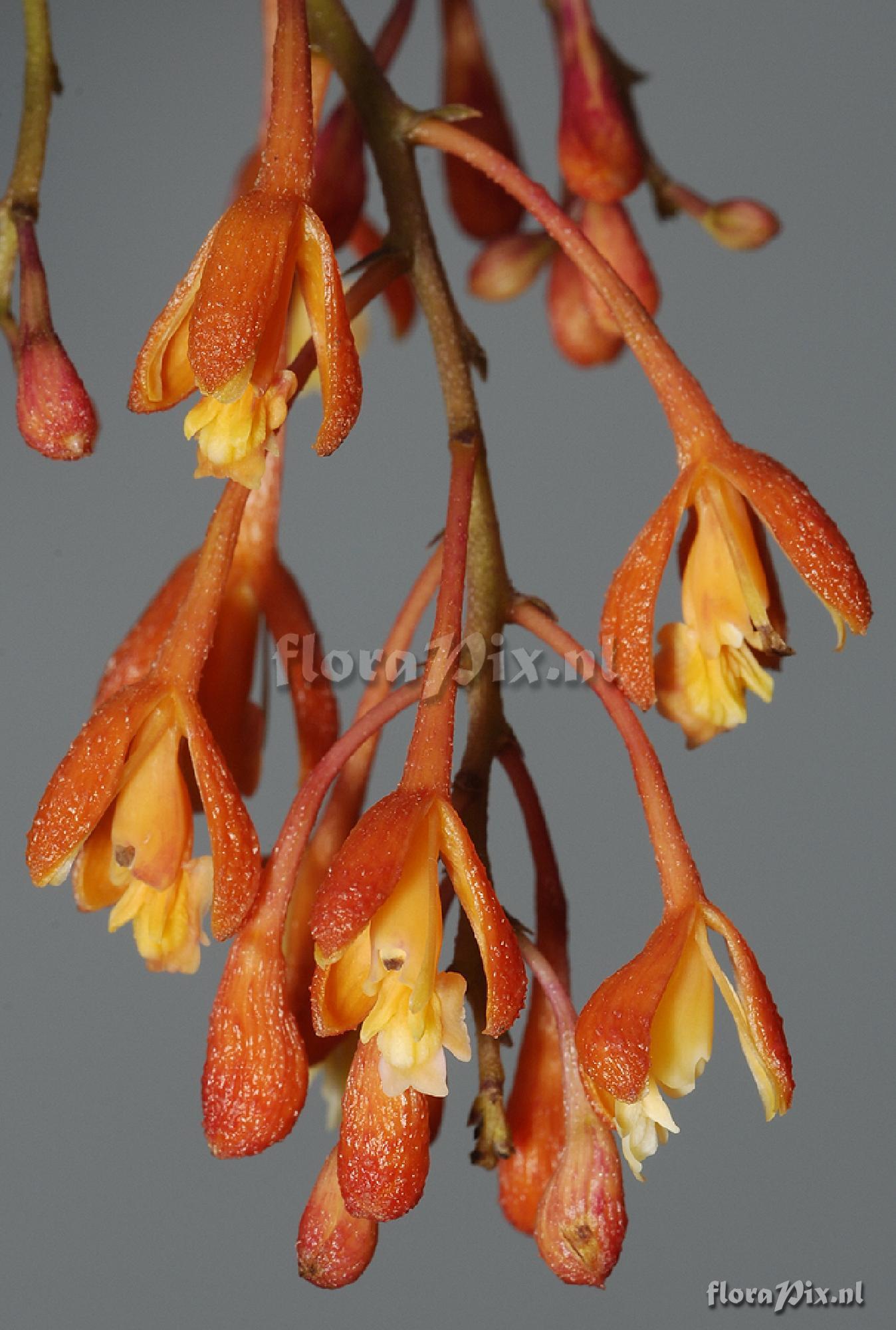 Epidendrum embreei