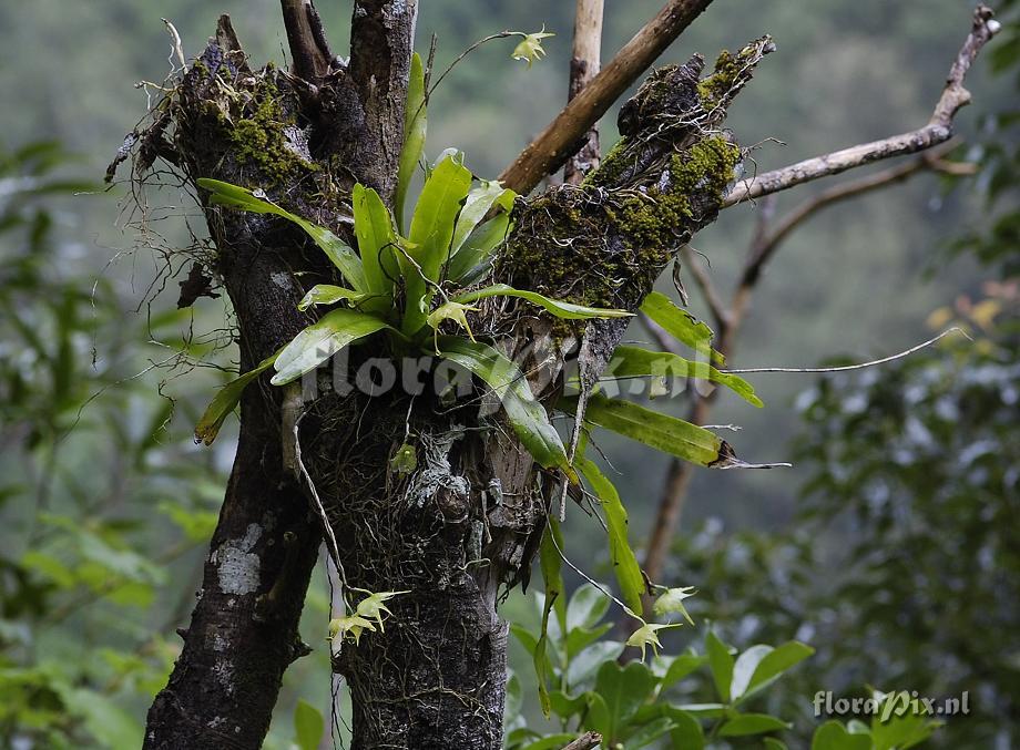 Aeranthes arachnitis