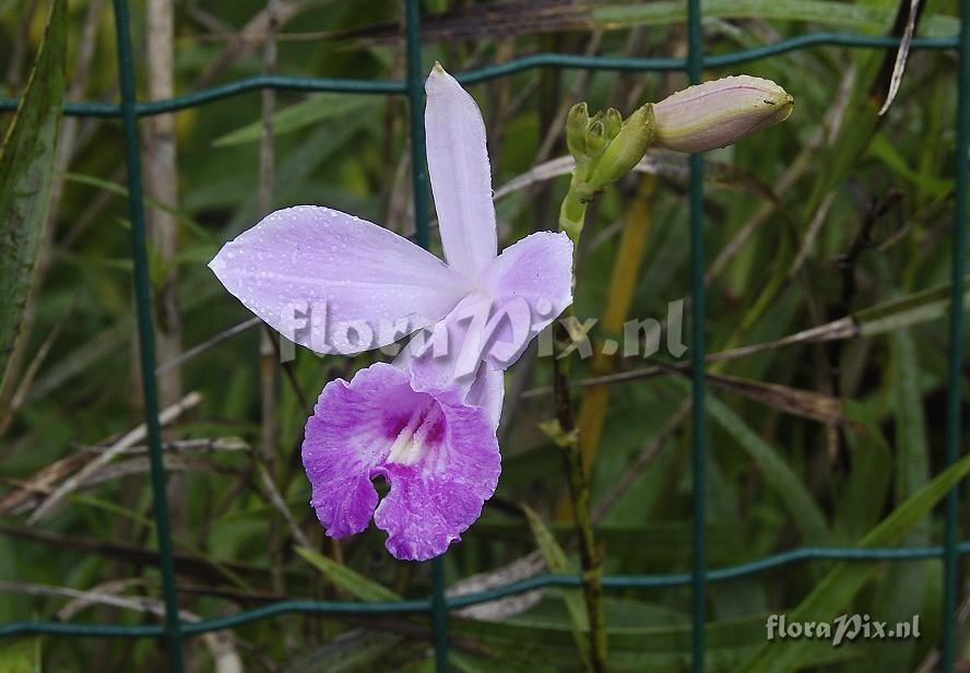 Arundina graminifolia