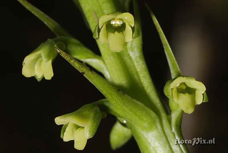 Benthamia latifolia