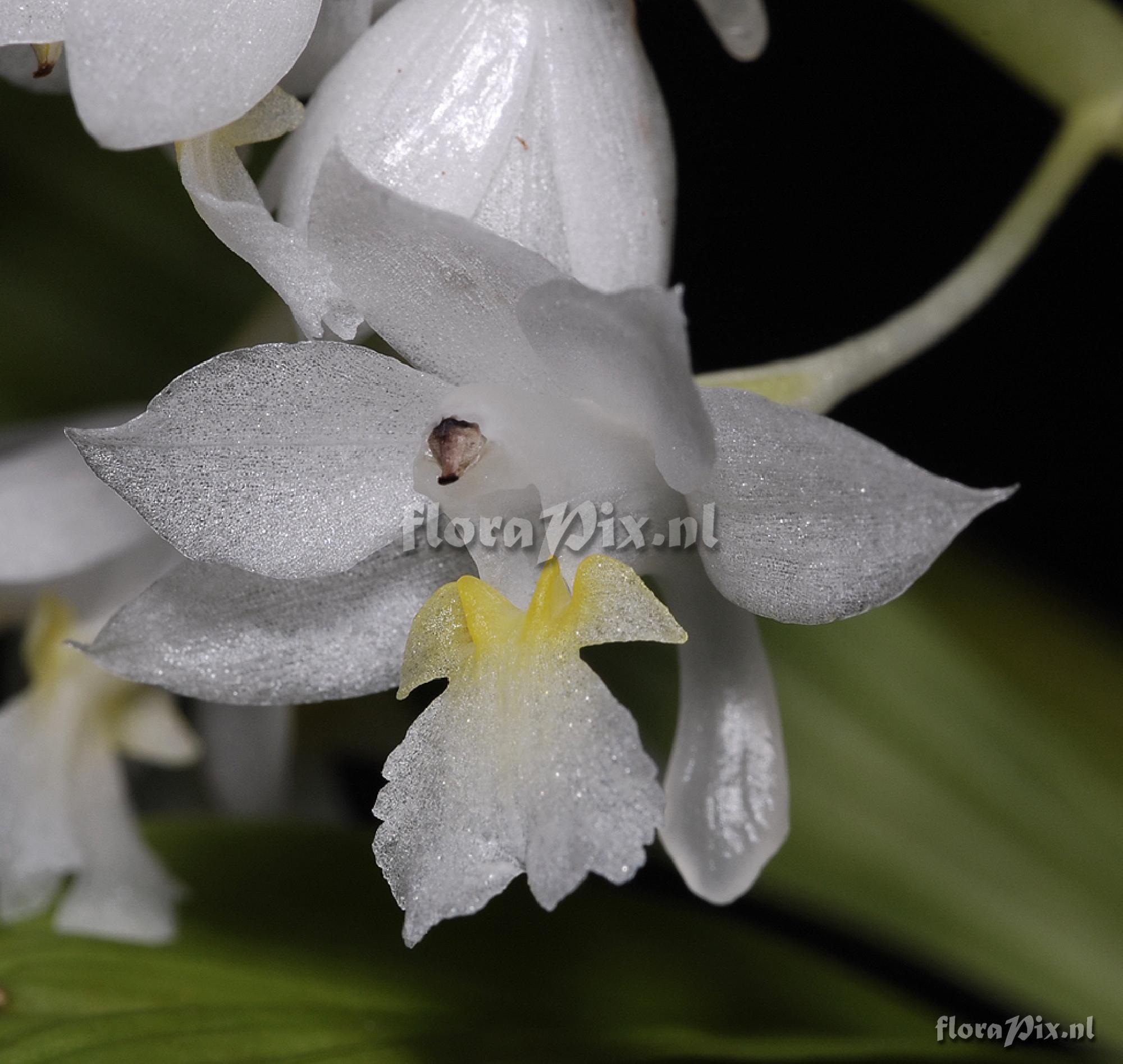 Calanthe angustifolia