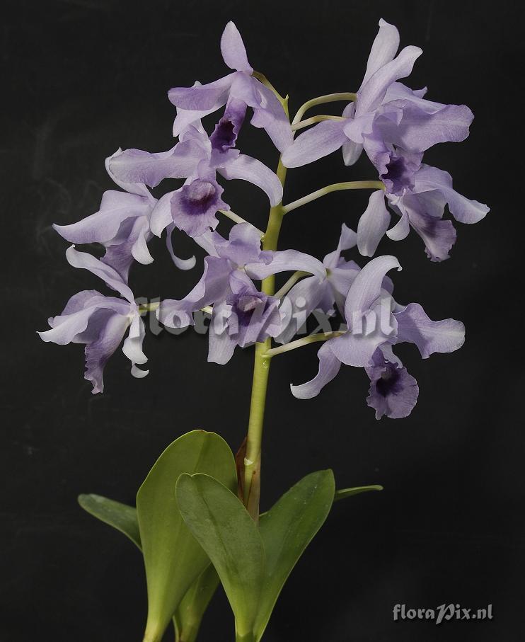 Cattleya bowringiana 