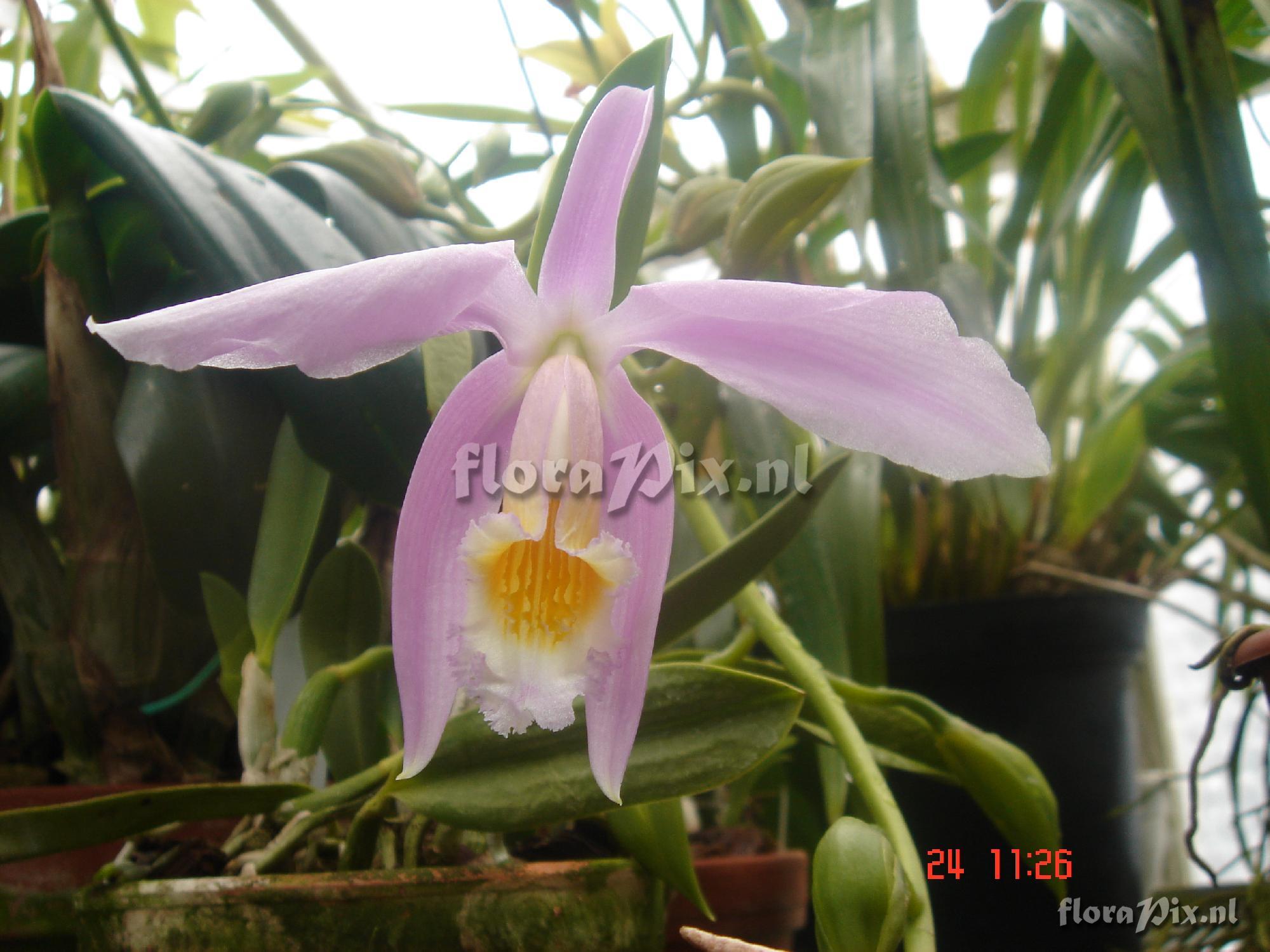 Laelia jongheana