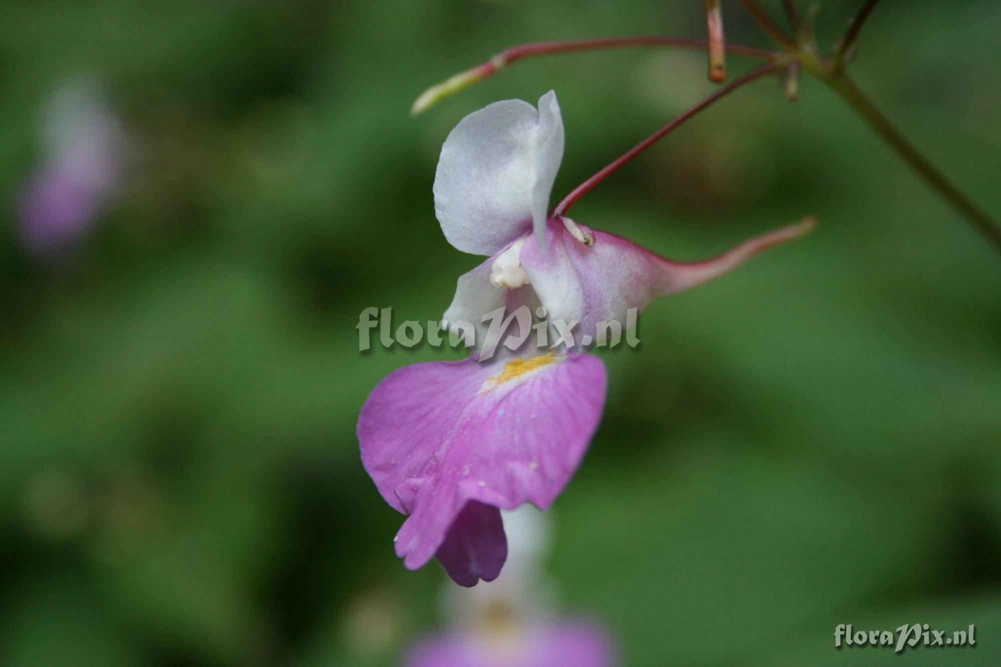 Impatiens balfourii