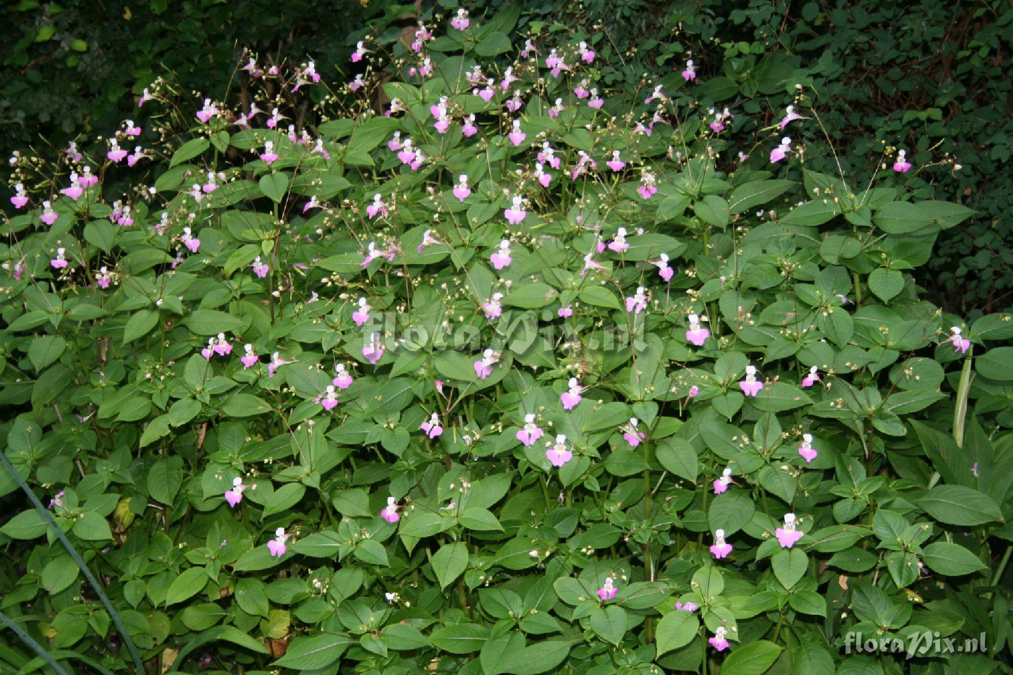 Impatiens balfourii