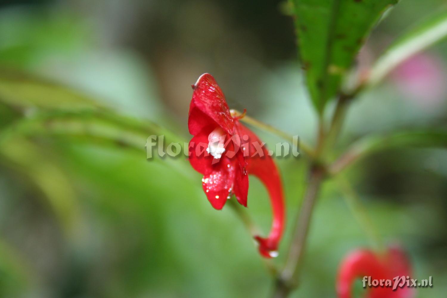 Impatiens catatii