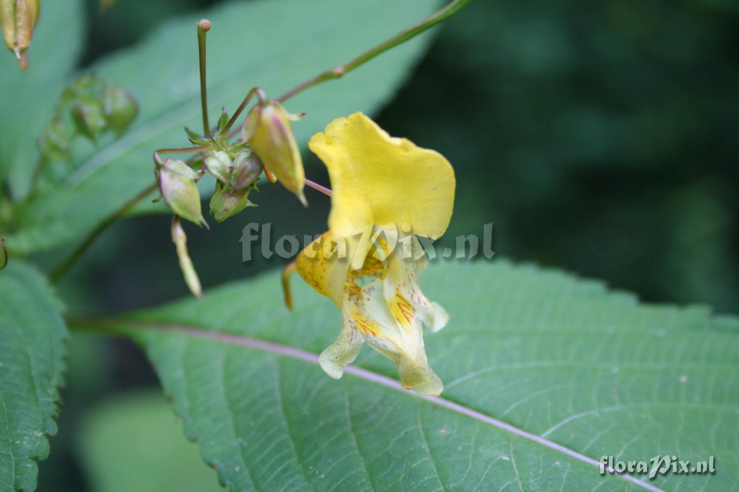 Impatiens edgeworthii