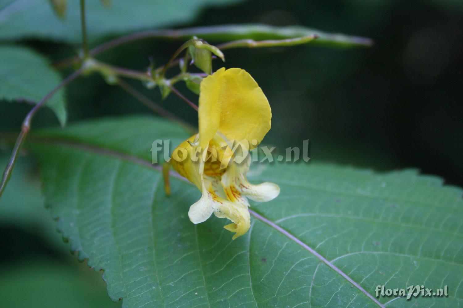 Impatiens edgeworthii