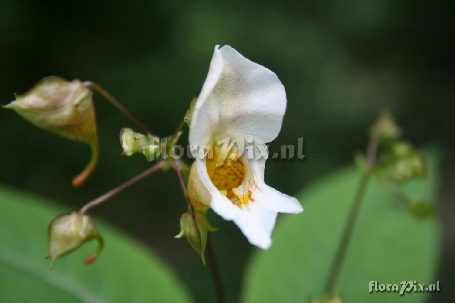 Impatiens edgeworthii f. 