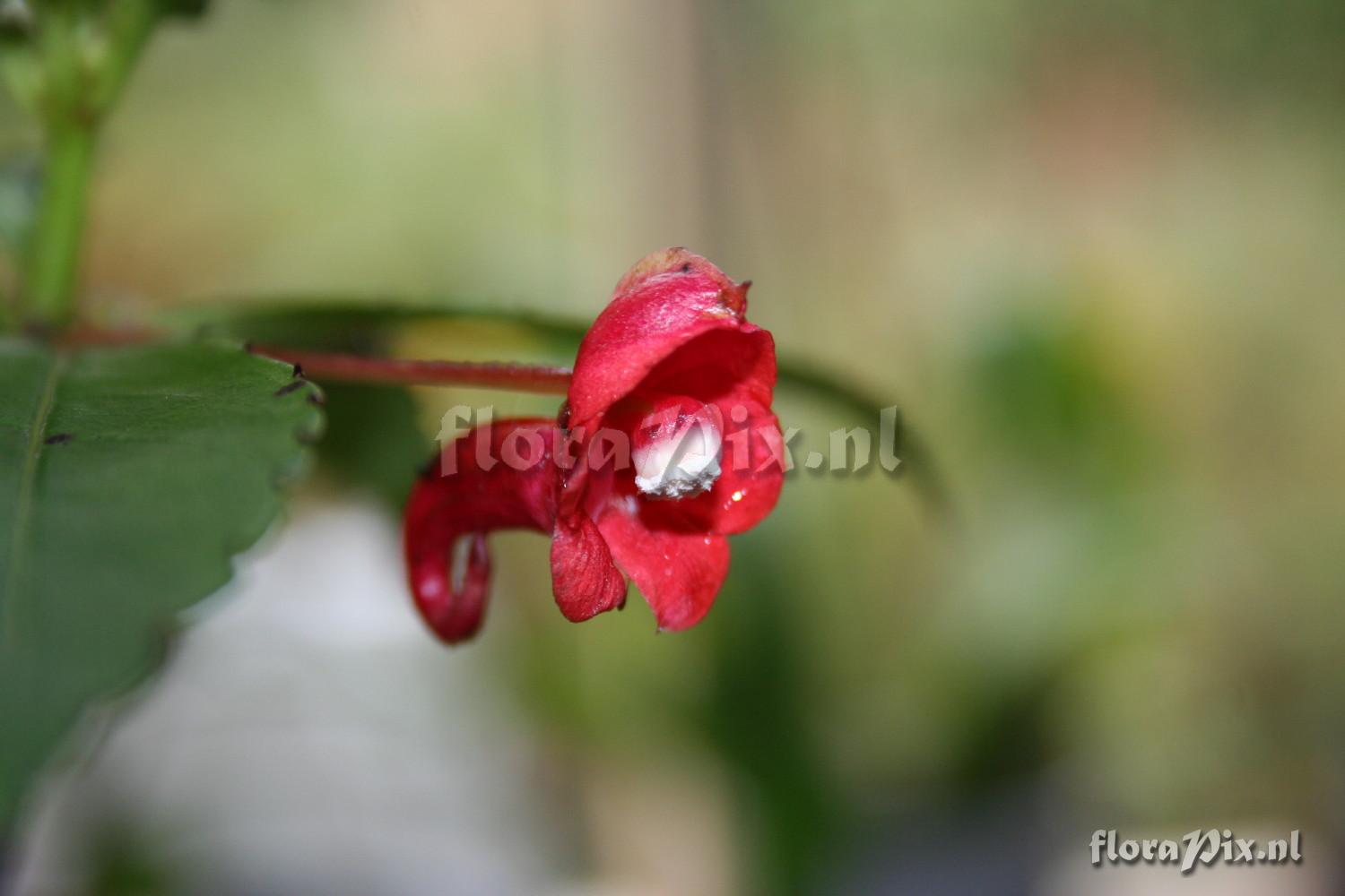 Impatiens eriosperma