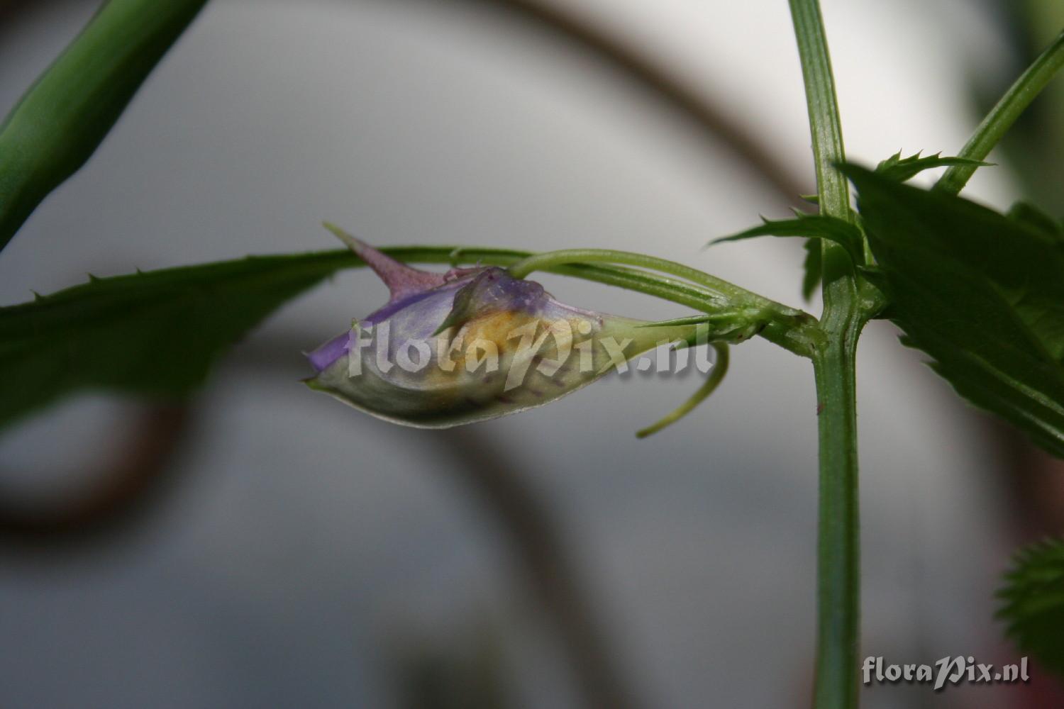 Impatiens namchabarwensis