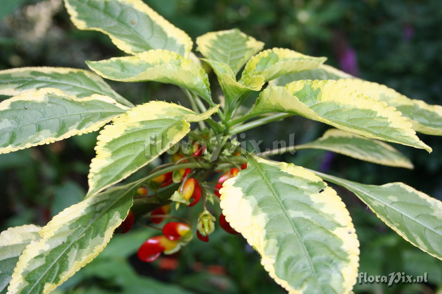 Impatiens niamniamensis