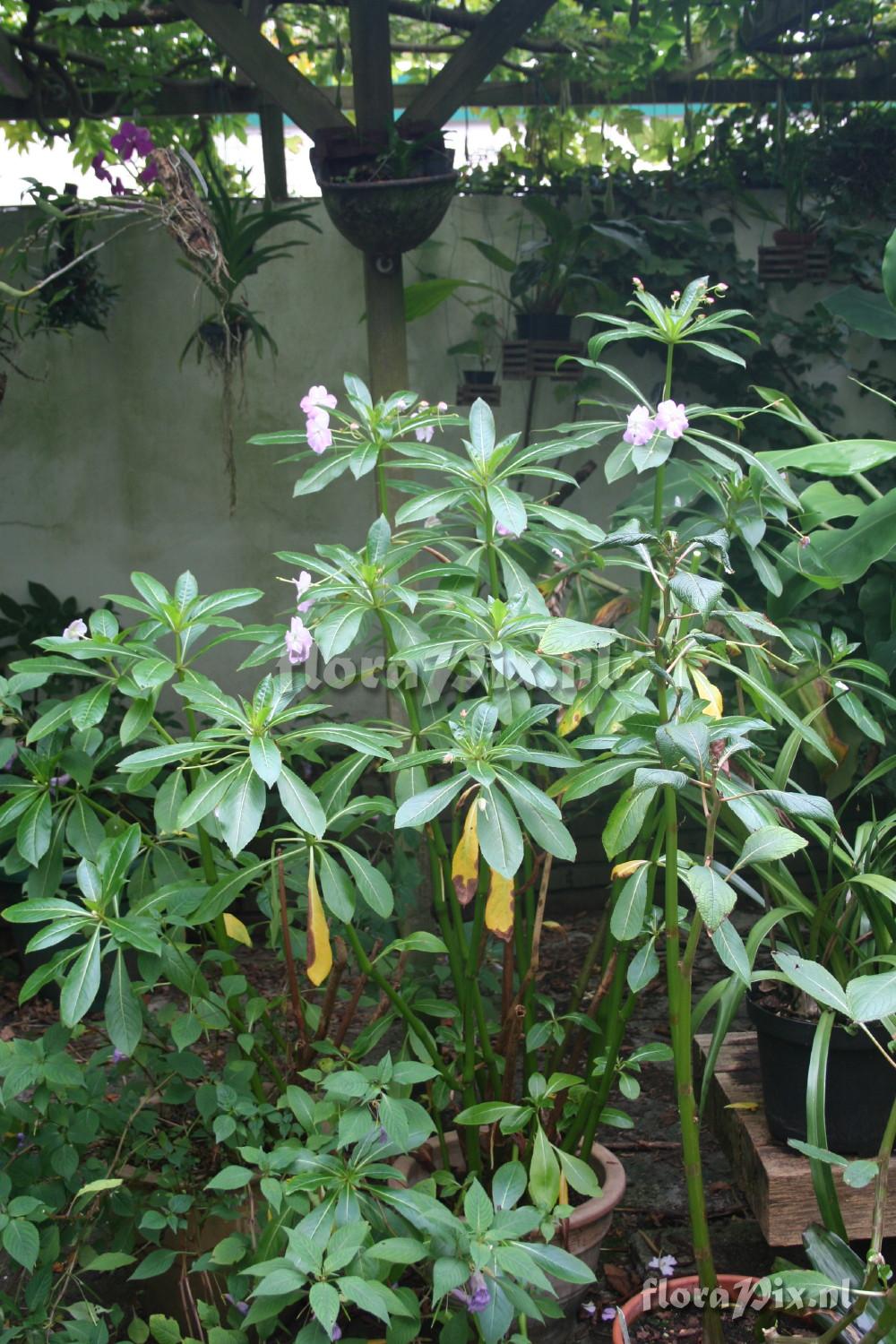 Impatiens sodenii