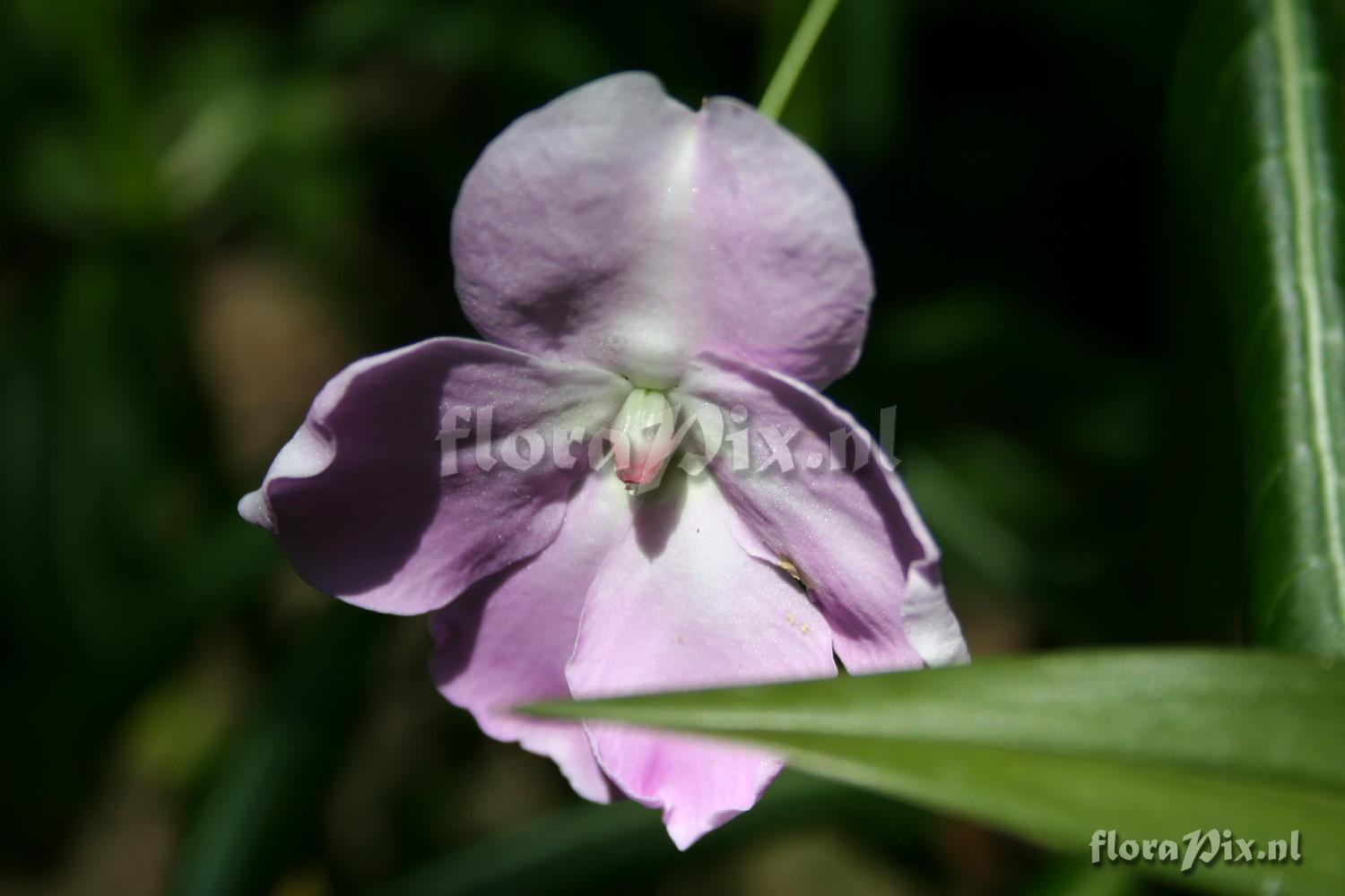 Impatiens sodenii