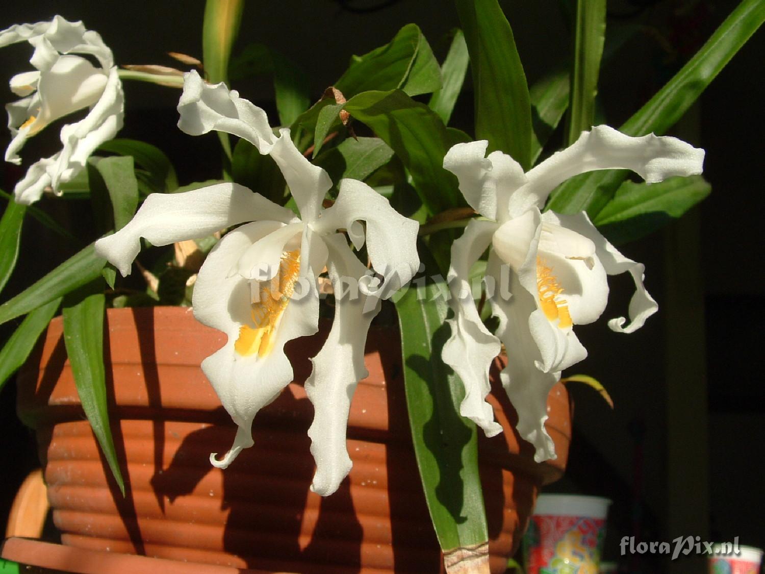 Coelogyne cristata