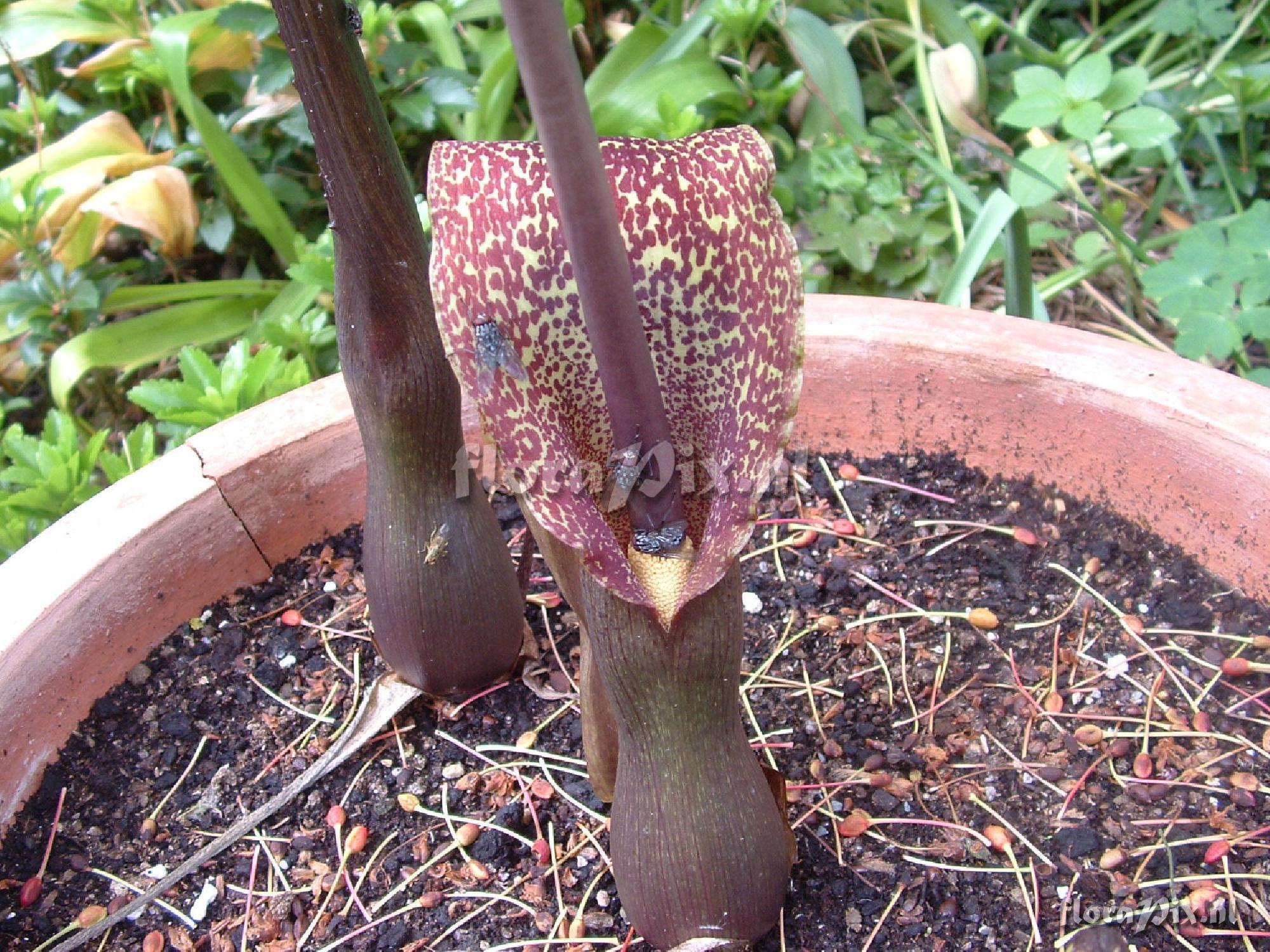 Typhonium venosum