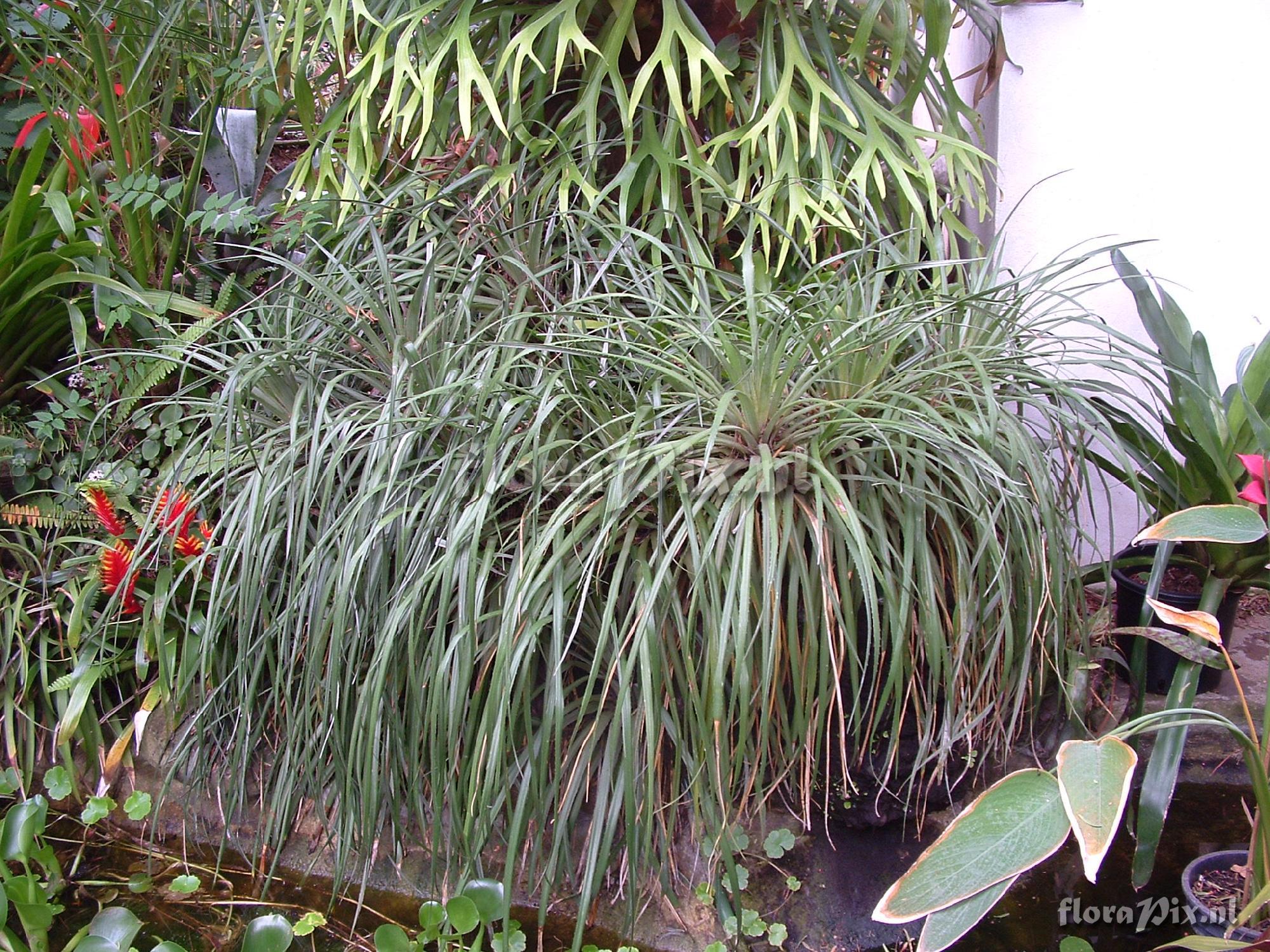 Fascicularia bicolor