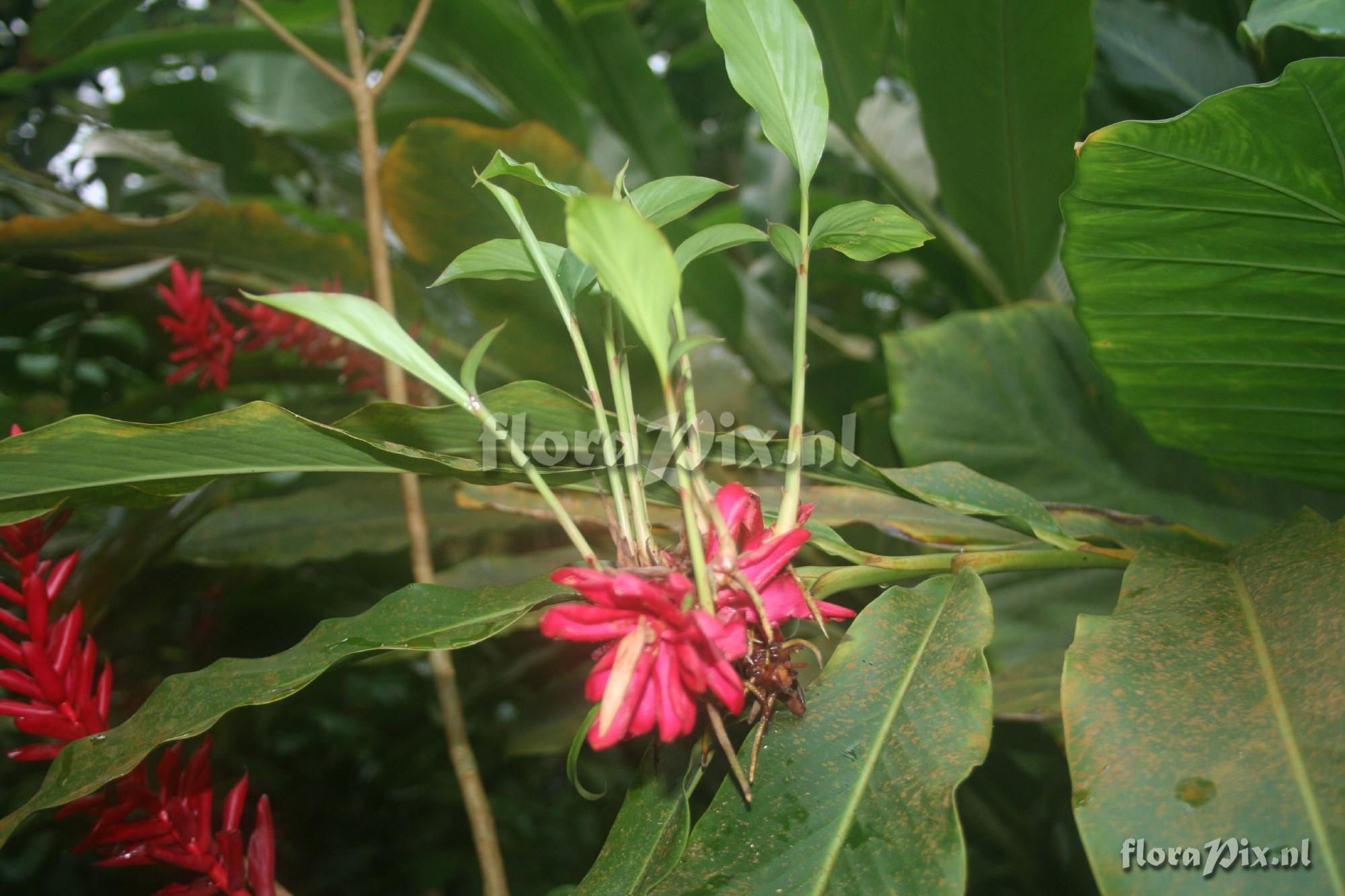 Alpinia purpurata