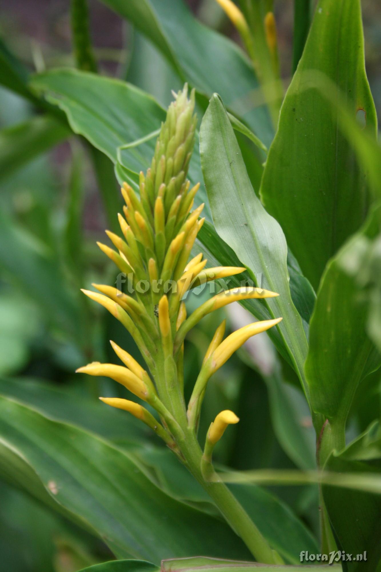 Cautleya cathcartii