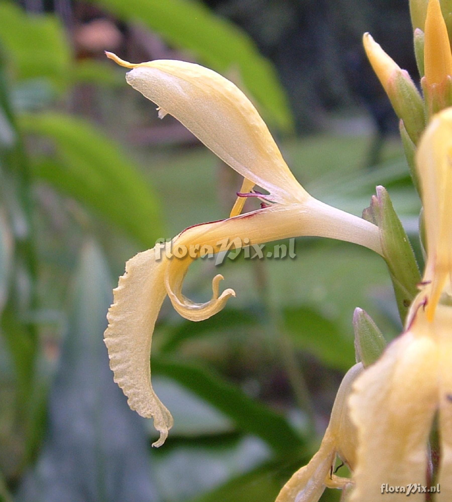 Cautleya gracilis