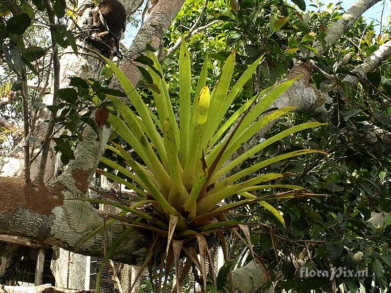 Bromeliaceae Undetermined