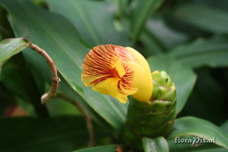 Costus allenii