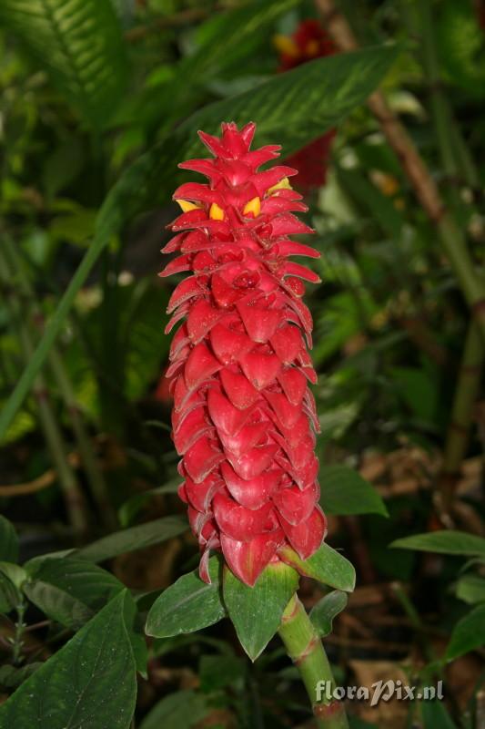 Costus barbatus