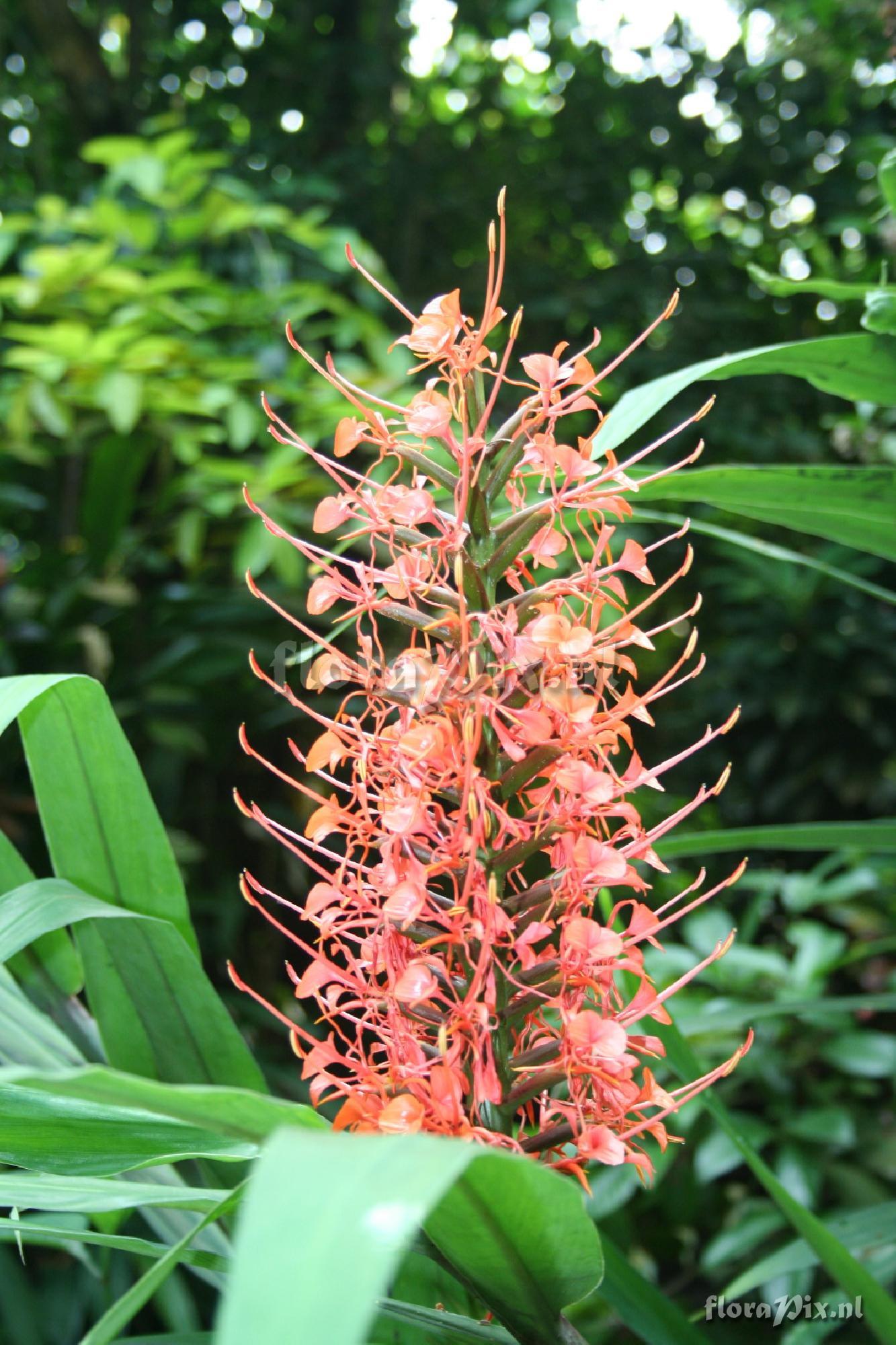 Hedychium af. coccineum