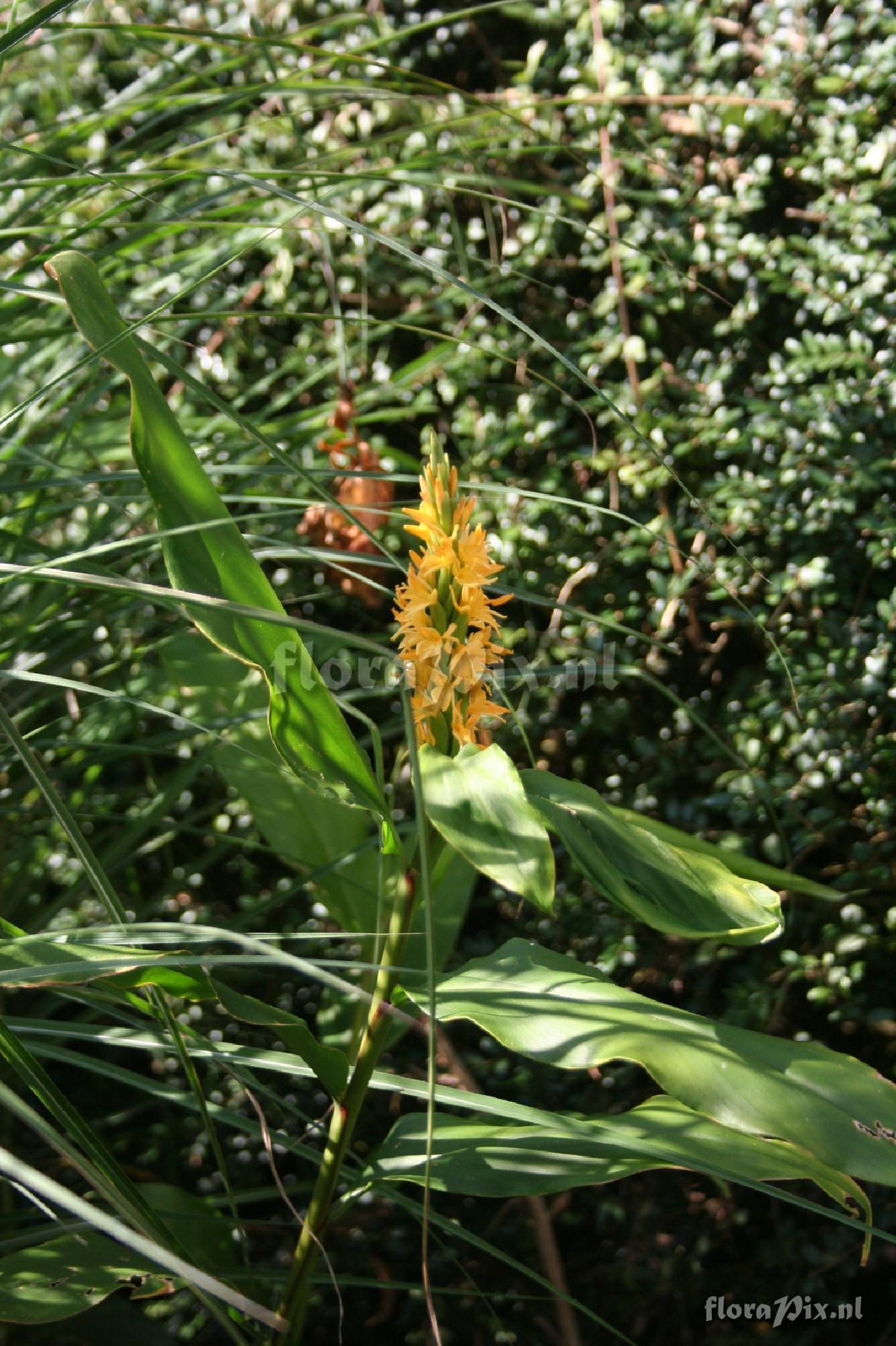 Hedychium densiflorum