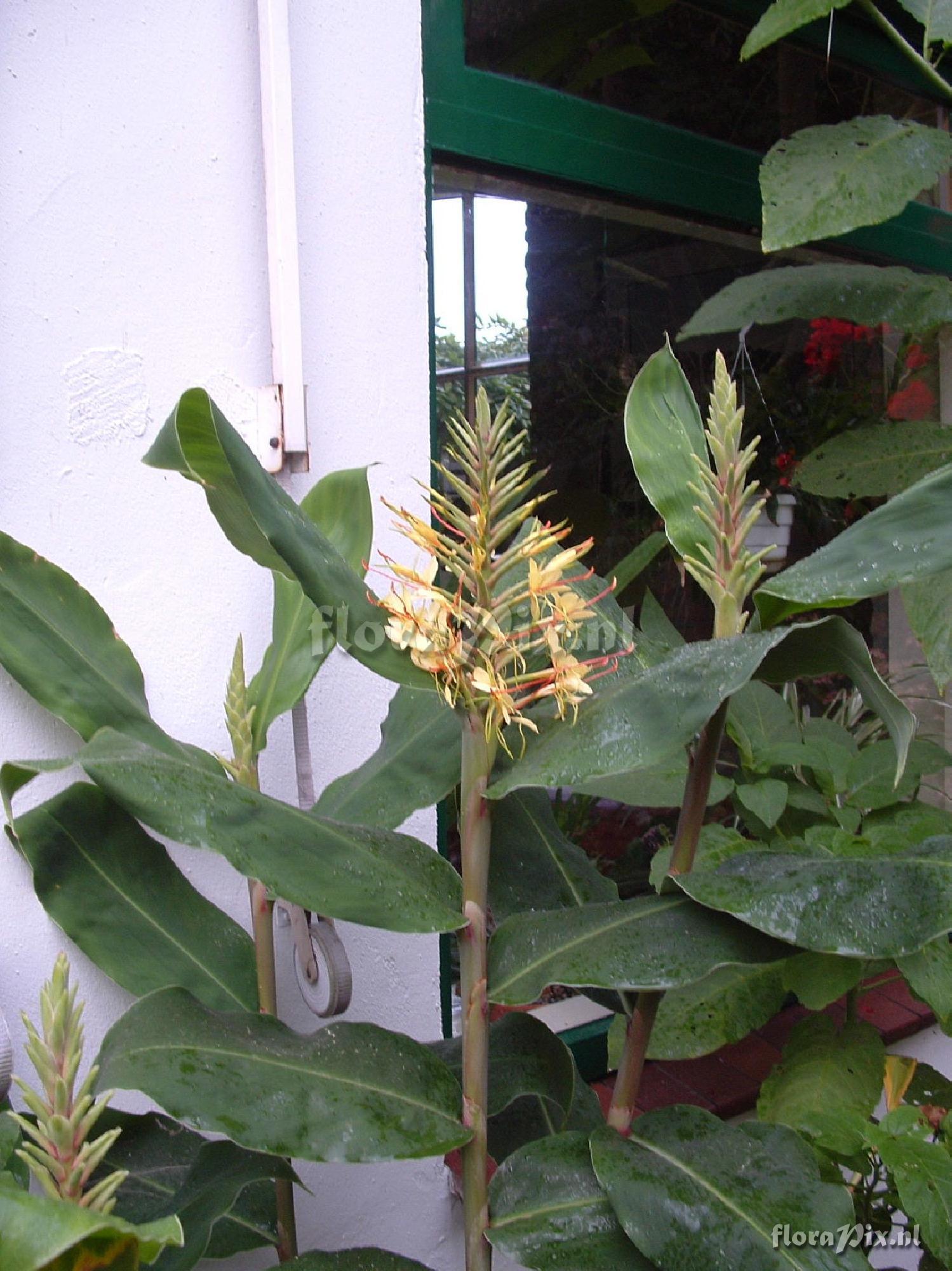 Hedychium gardnerianum