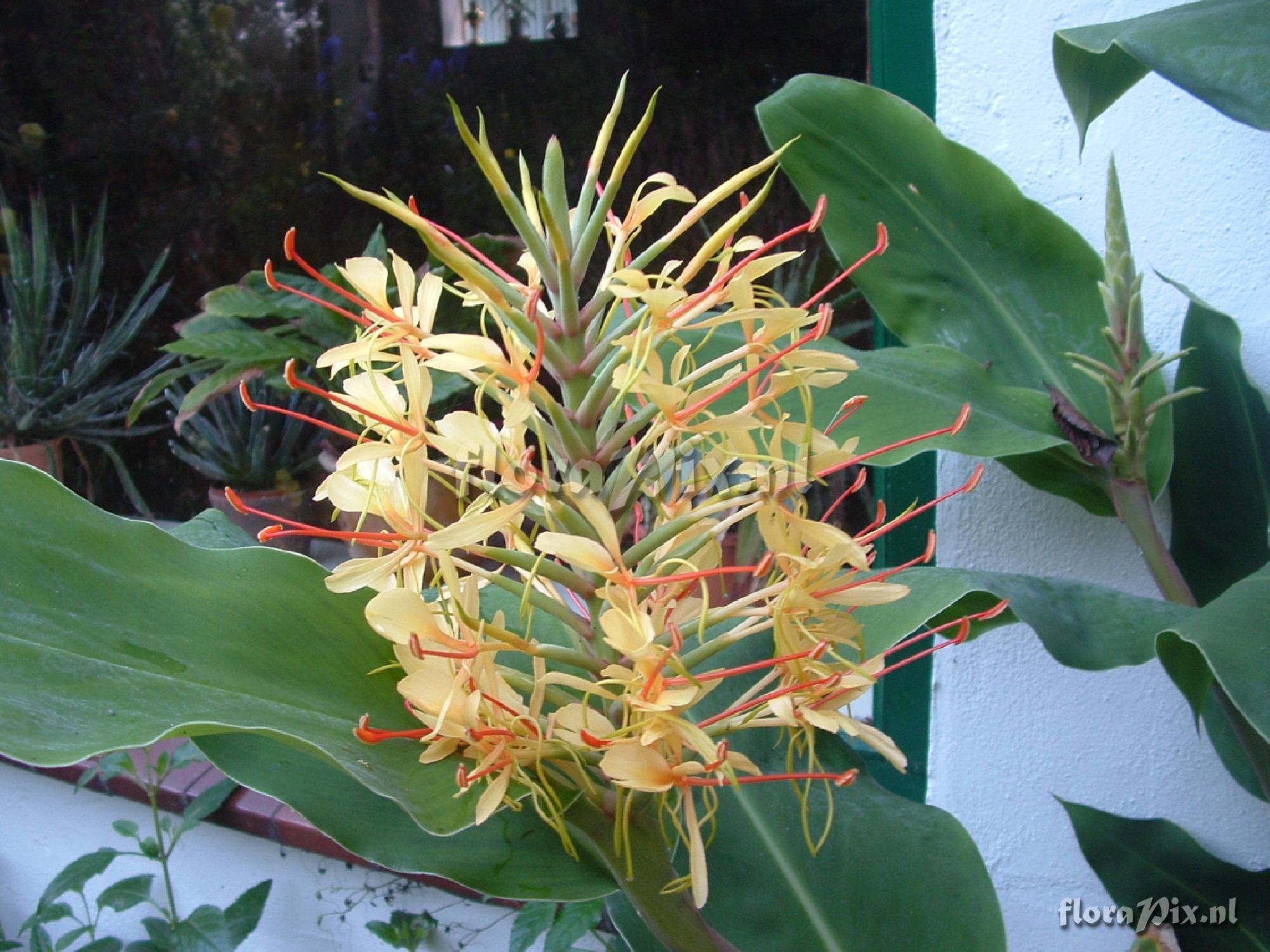 Hedychium gardnerianum