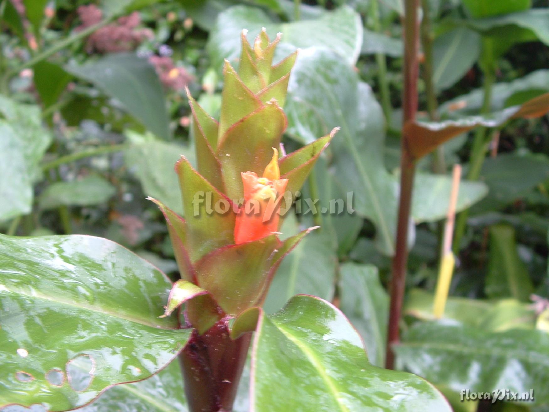 Hedychium greenii