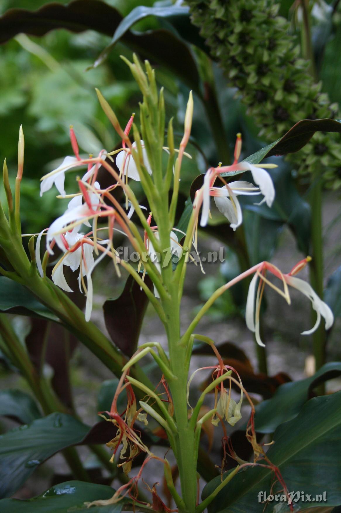 Hedychium spicatum