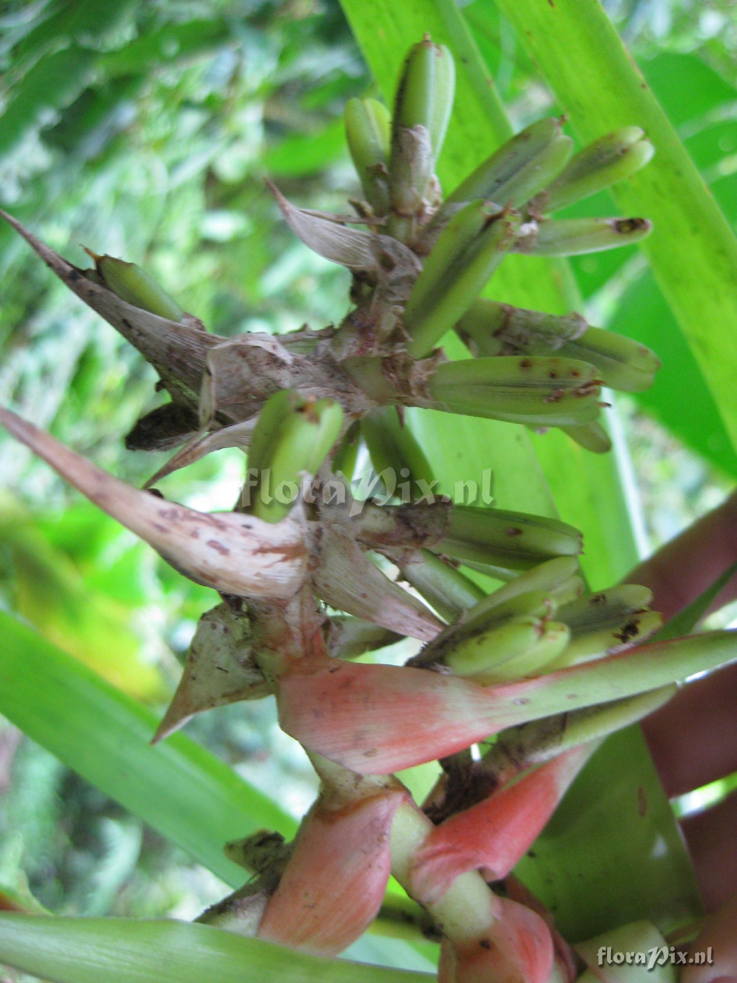 Werauhia spec.