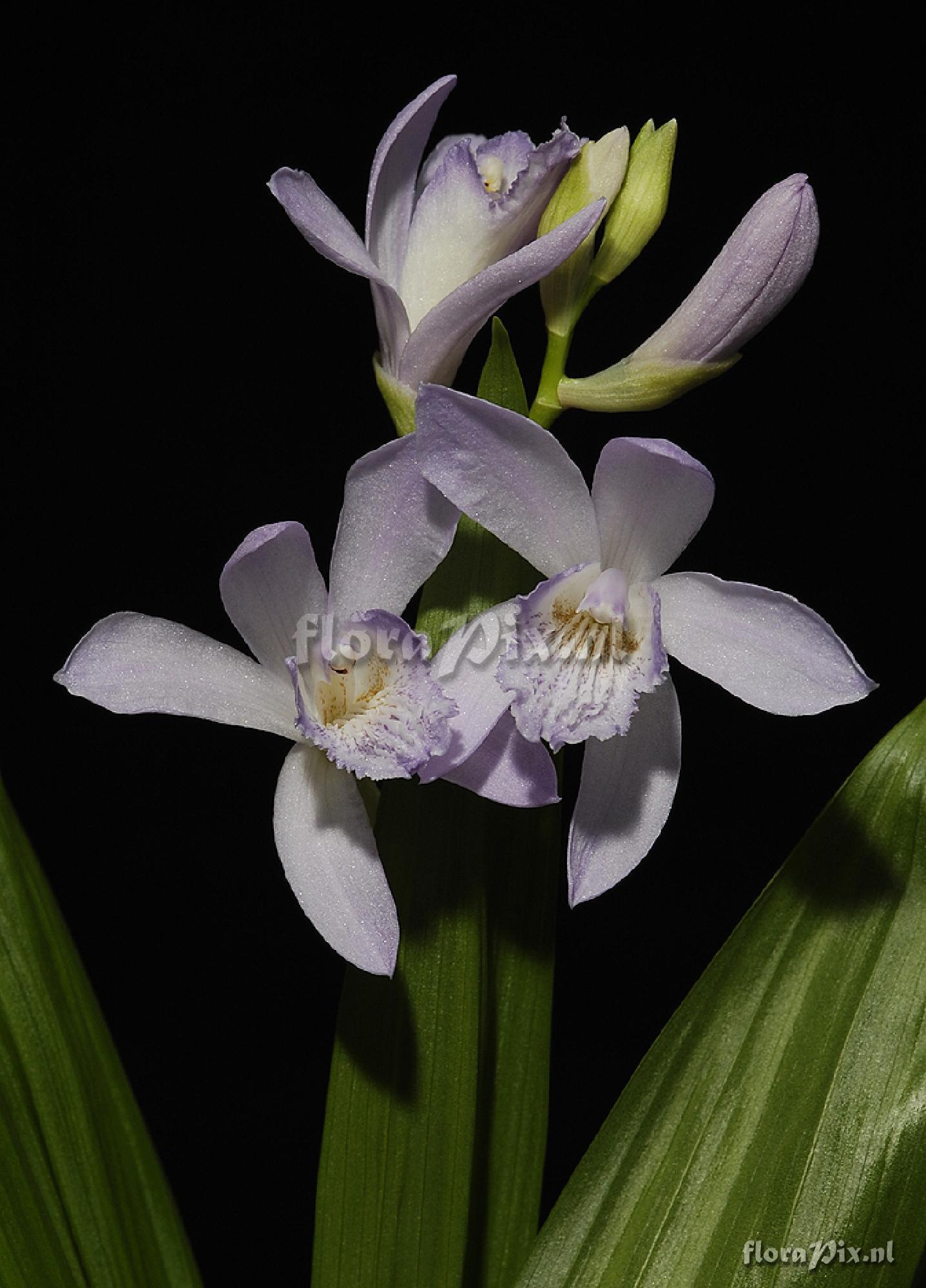 Bletilla striata 