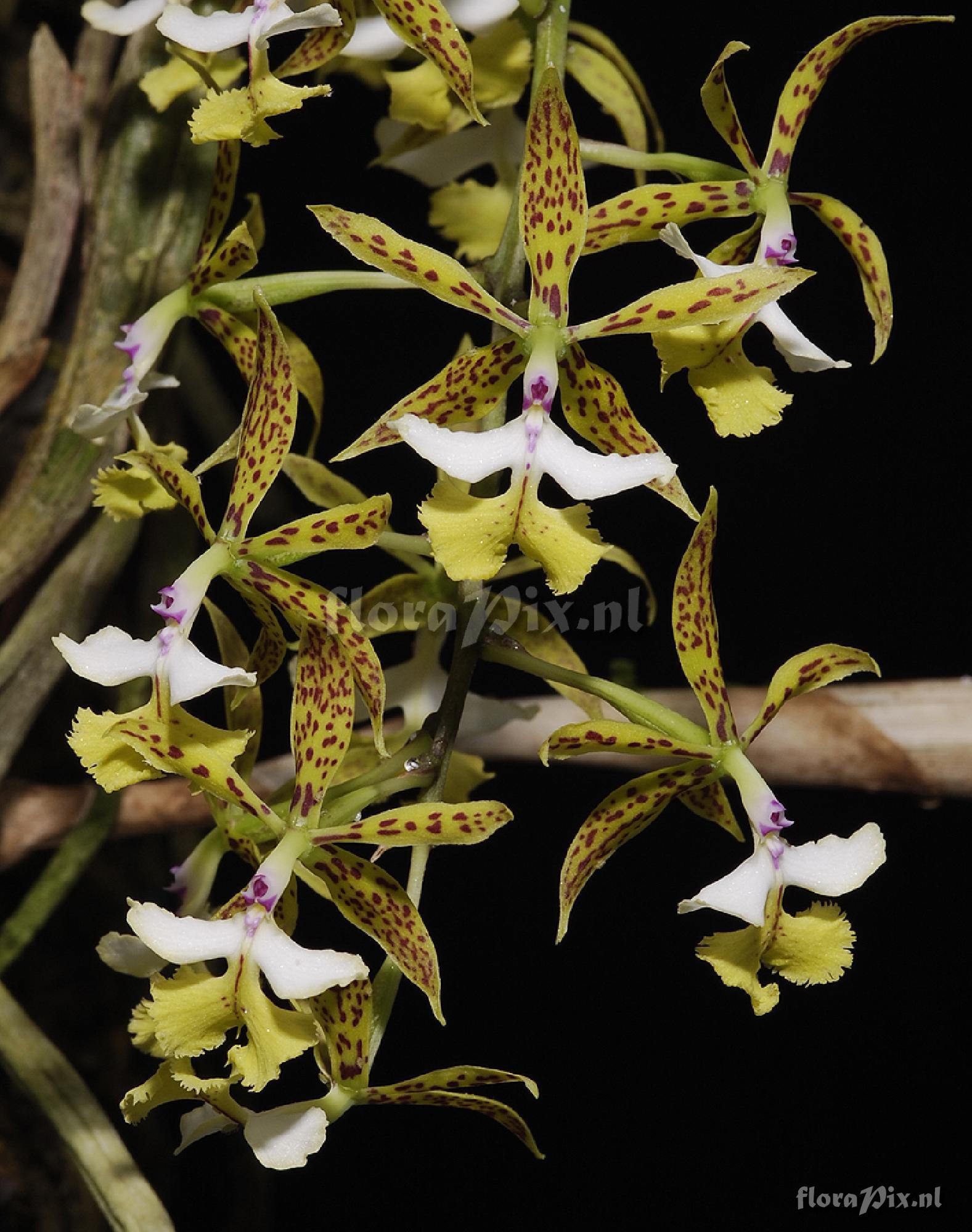 Epidendrum stamfordianum