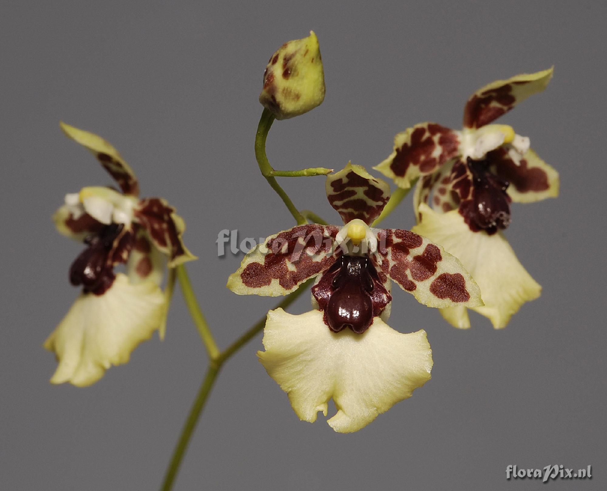 Oncidium dasystyle