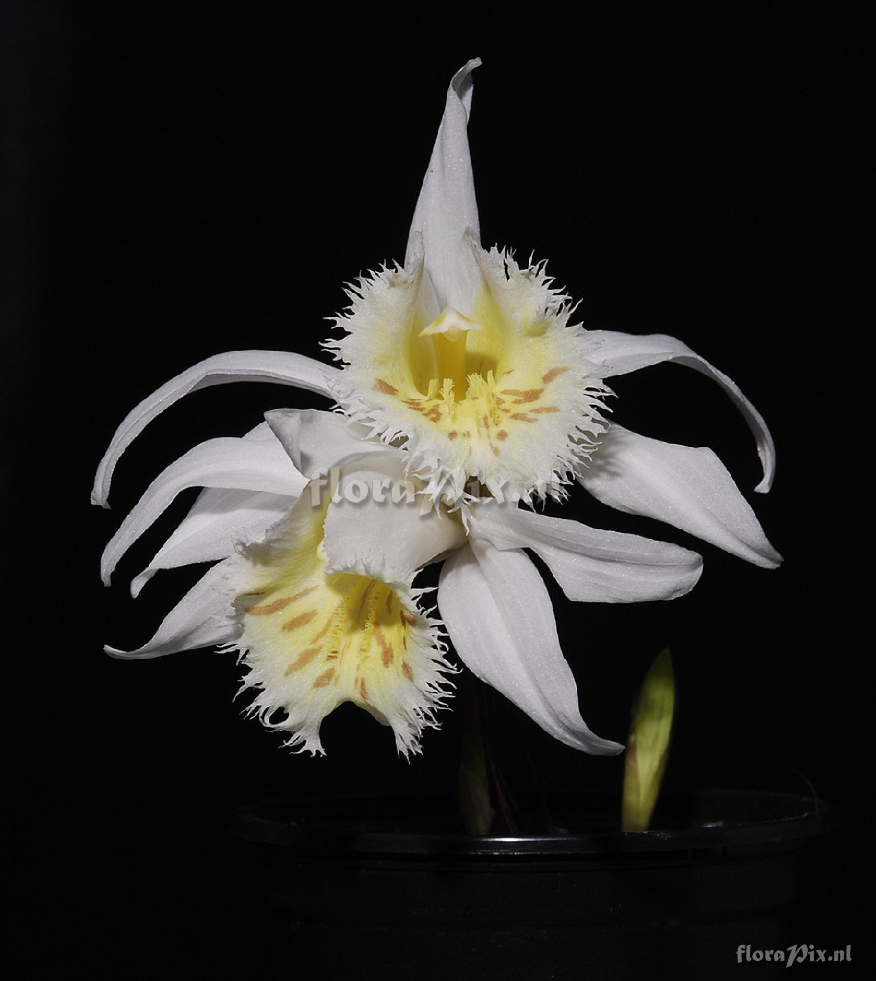 Pleione grandiflora