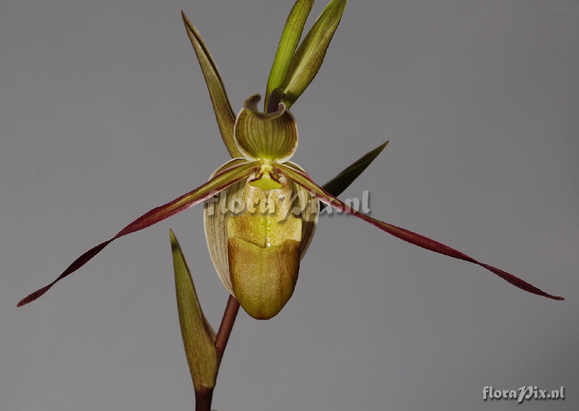 Phragmipedium longifolium