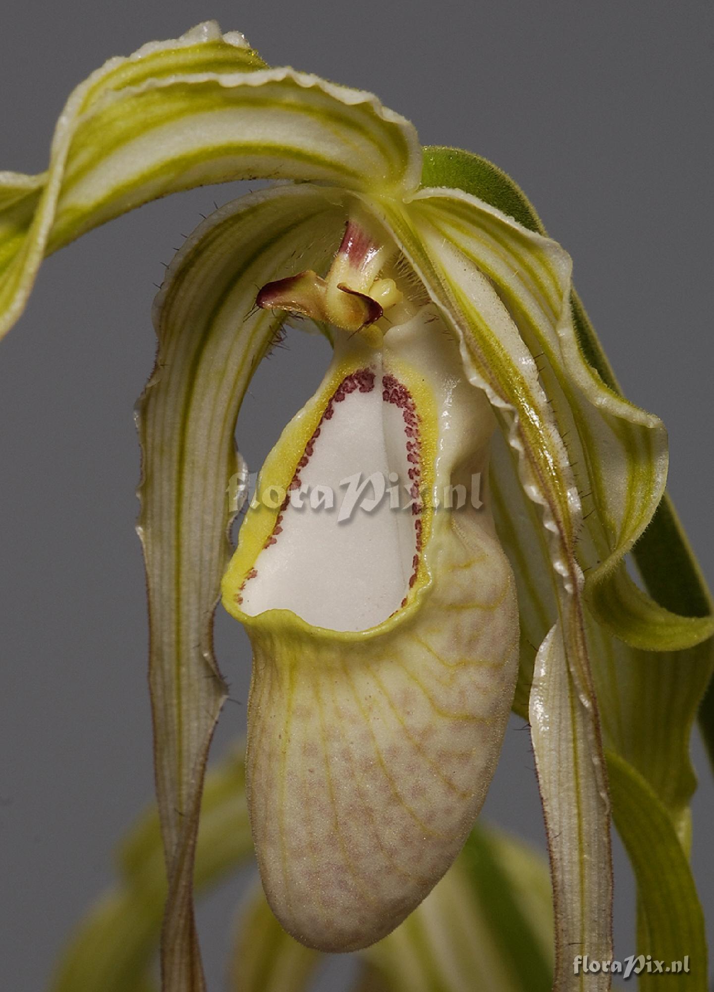 Phragmipedium wallisii