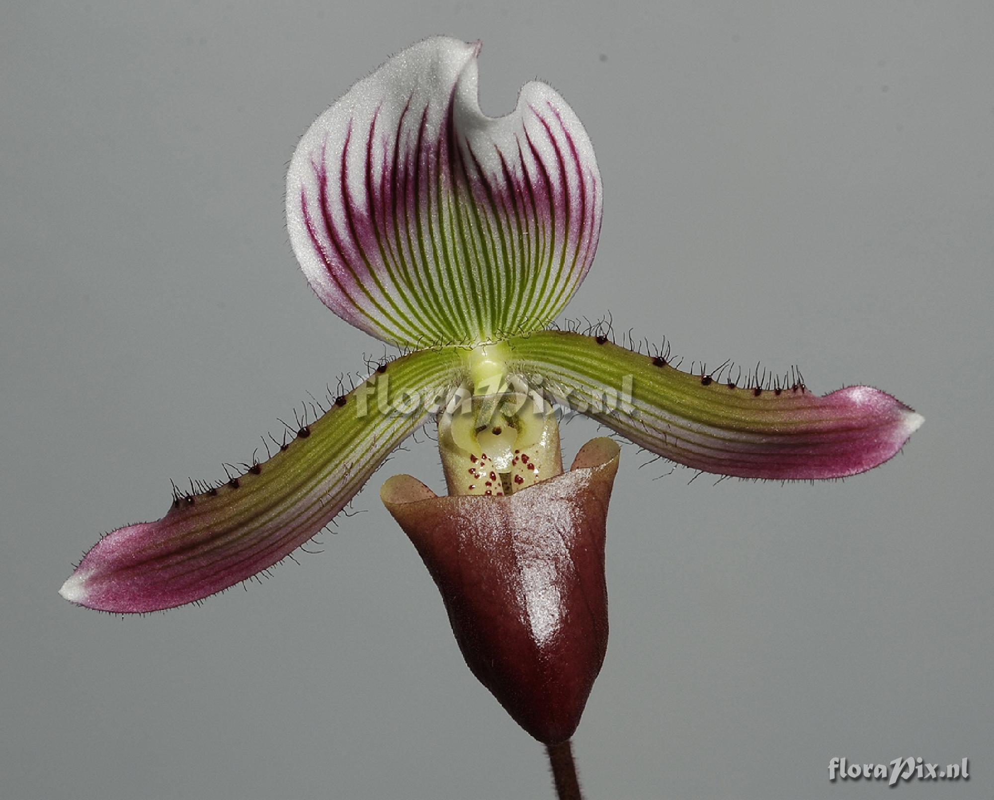 Paphiopedilum callosum