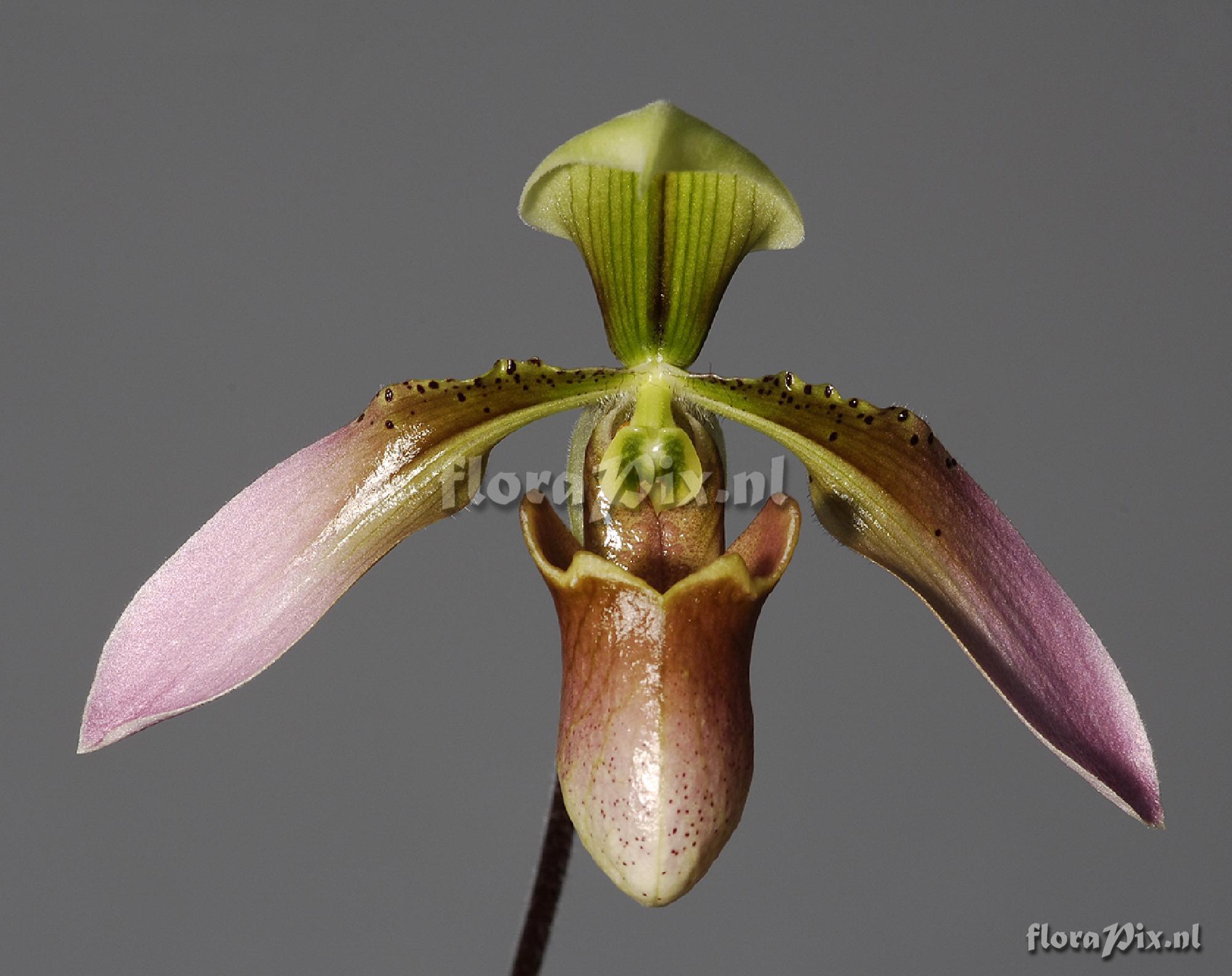 Paphiopedilum appletonianum