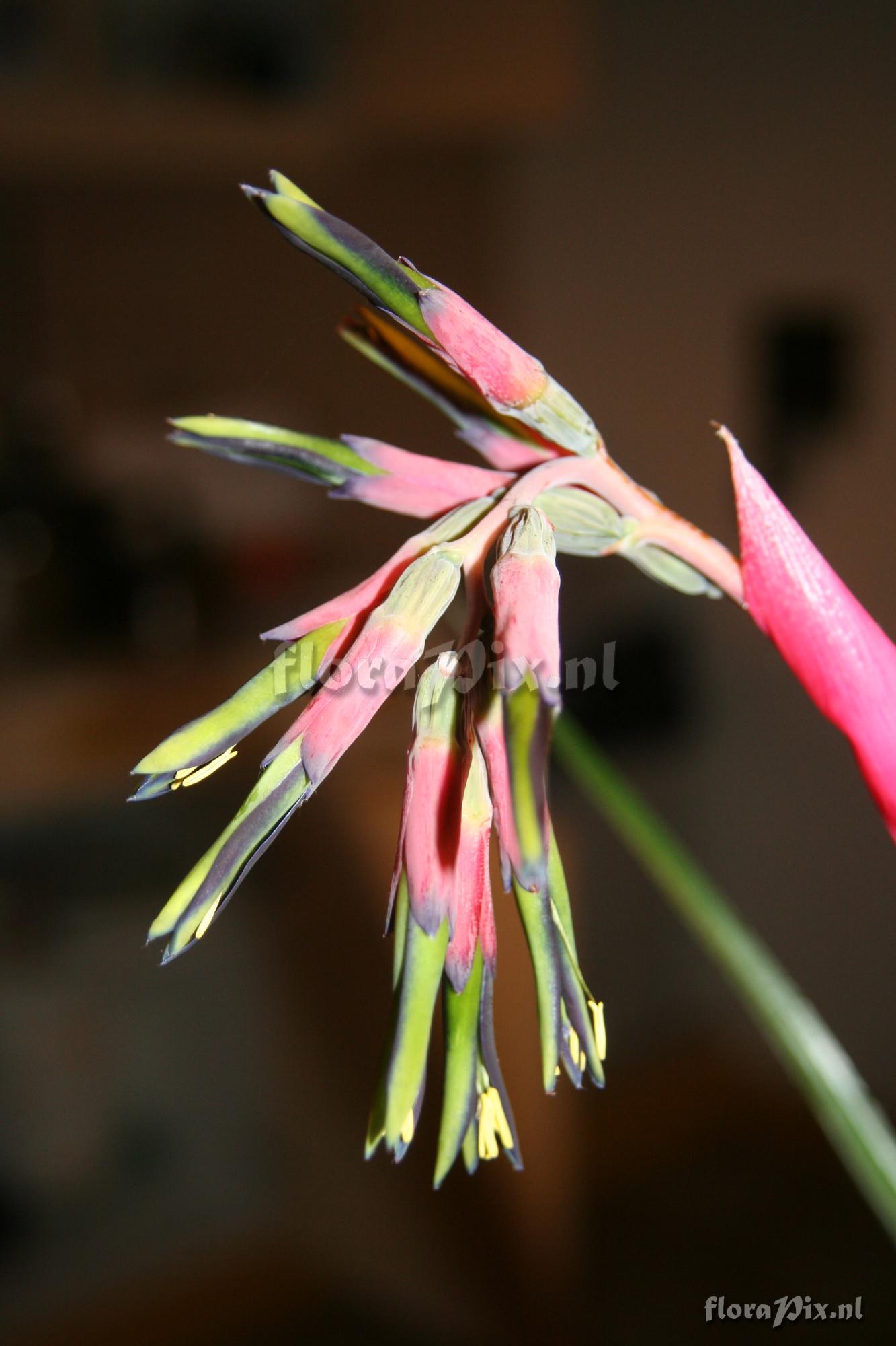 Billbergia nutans var. schimperiana 