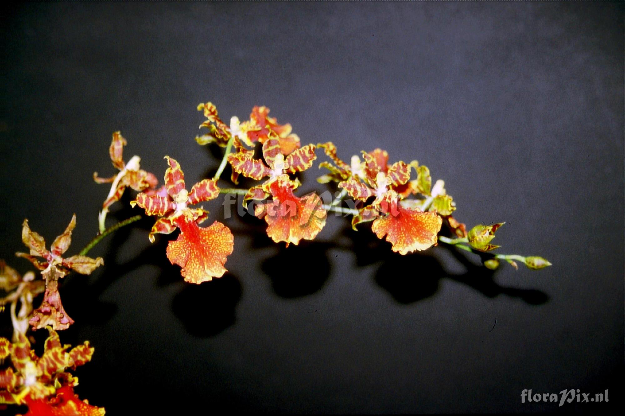 Cultivar Odontocidium Susan Kaufmann 