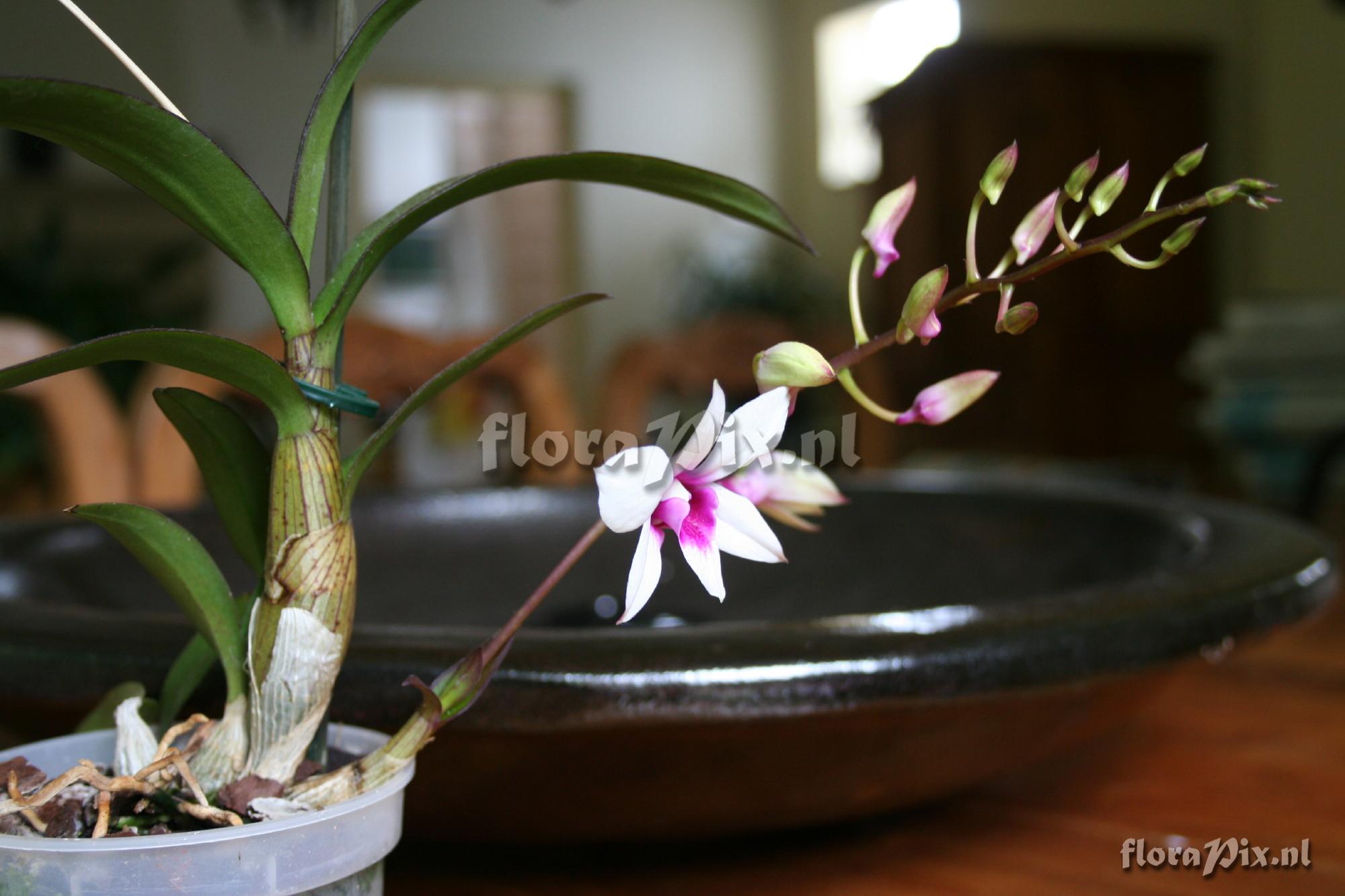 Cultivar Dendrobium phalaenopsis hybride