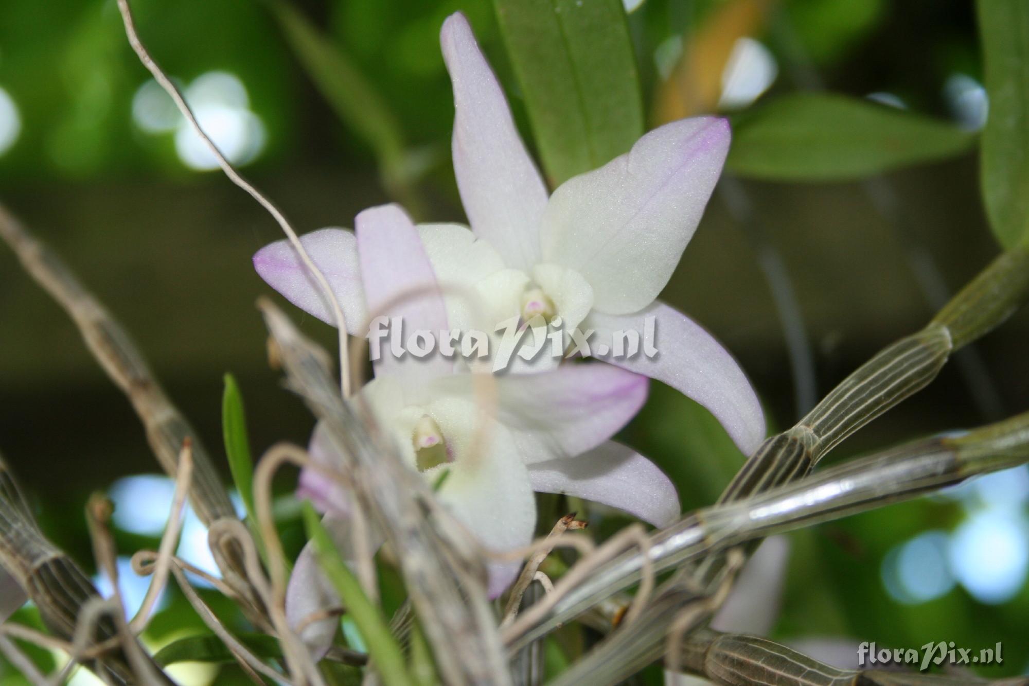 Dendrobium moniliforme